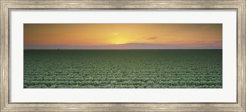 Framed High angle view of a lettuce field at sunset, Fresno, San Joaquin Valley, California, USA Print