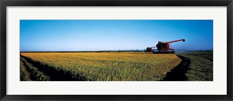 Framed Harvested rice field Glenn Co CA USA Print