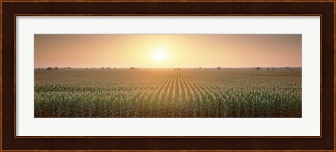 Framed View Of The Corn Field During Sunrise, Sacramento County, California, USA Print