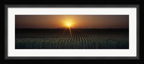 Framed Sunrise, Crops, Farm, Sacramento, California, USA Print