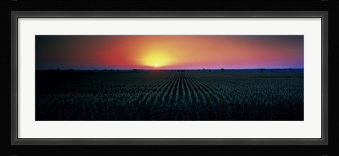 Framed Corn field at sunrise Sacramento Co CA USA Print