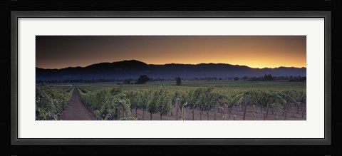 Framed Vineyards on a landscape, Napa Valley, California, USA Print