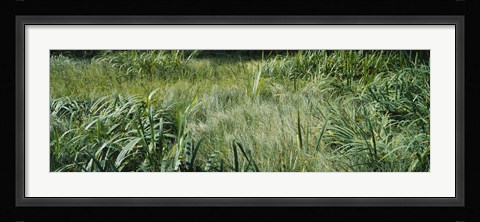 Framed Grass on a marshland, England Print