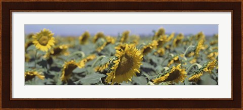 Framed USA, California, Central Valley, Field of sunflowers Print