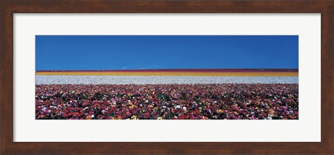 Framed Ranunculus Flowers, Carlsbad CA Print