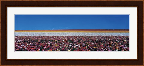 Framed Ranunculus Flowers, Carlsbad CA Print