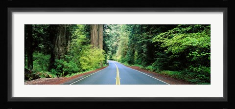 Framed Road passing through a forest, Prairie Creek Redwoods State Park, California, USA Print