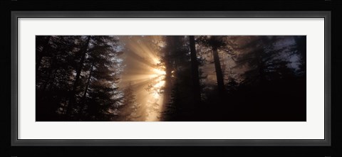 Framed God Rays, Redwoods National Park, CA Print