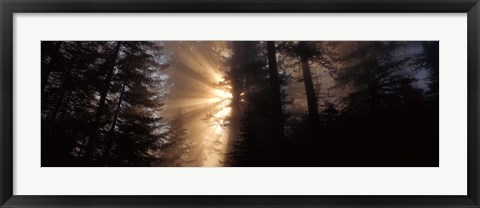 Framed God Rays, Redwoods National Park, CA Print