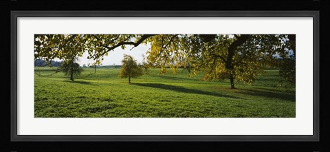 Framed Trees In A Field, Aargau, Switzerland Print