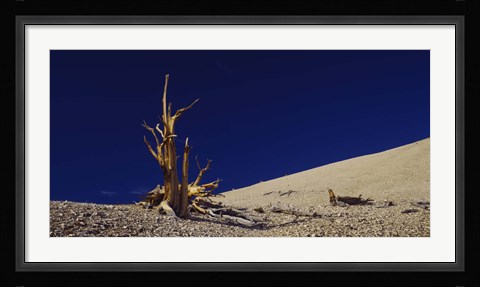 Framed Bare tree on a landscape, USA Print