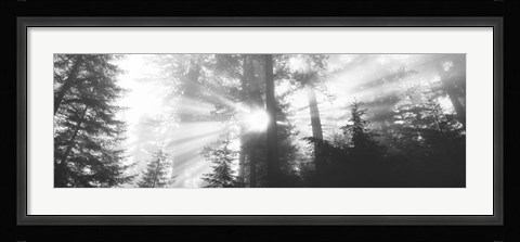 Framed Road, Redwoods Park, California, USA Print