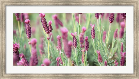 Framed High angle view of Italian Lavender Print