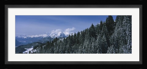 Framed Trees in a forest, Interlaken, Berne Canton, Switzerland Print