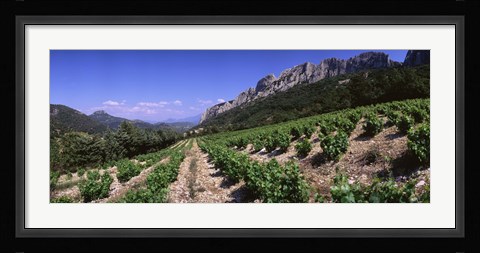 Framed France, Provence, Dentelles de Montmiral, Vineyard on the mountain Print