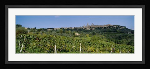 Framed Low Angle View Of A Vineyard, San Gimignano, Tuscany, Italy Print