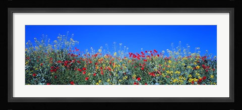 Framed Poppy field Tableland N Germany Print
