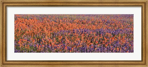 Framed Texas Bluebonnets and Indian Paintbrushes in a field, Texas, USA Print
