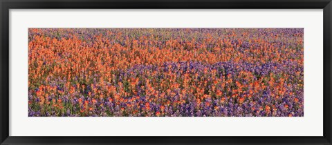 Framed Texas Bluebonnets and Indian Paintbrushes in a field, Texas, USA Print