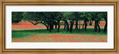 Framed Indian Paintbrushes And Scattered Oaks, Texas Hill Co, Texas, USA Print