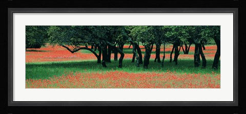 Framed Indian Paintbrushes And Scattered Oaks, Texas Hill Co, Texas, USA Print