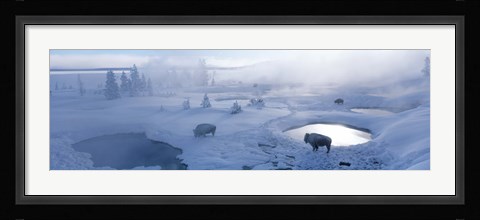 Framed Bison West Thumb Geyser Basin Yellowstone National Park, Wyoming, USA Print