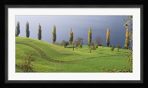 Framed Switzerland, Lake Zug, View of a row of Poplar Trees Print