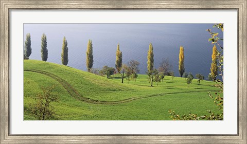 Framed Switzerland, Lake Zug, View of a row of Poplar Trees Print