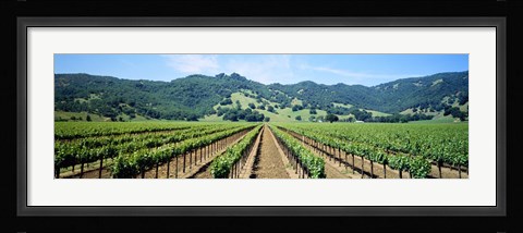 Framed Napa Valley Vineyards Hopland, CA Print