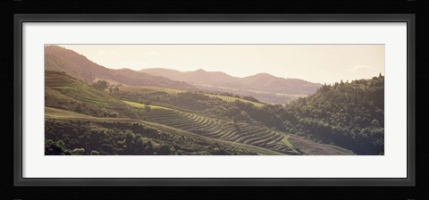 Framed High angle view of a vineyard in a valley, Sonoma, Sonoma County, California, USA Print