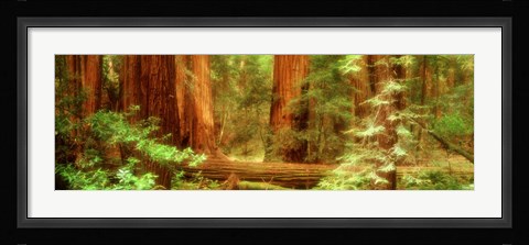 Framed Muir Woods, Trees, National Park, Redwoods, California Print