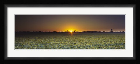 Framed Field of Safflower at dusk, Sacramento, California, USA Print