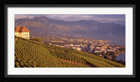 Framed Vineyard at a hillside, Lake Geneva, Vevey, Vaud, Switzerland Print