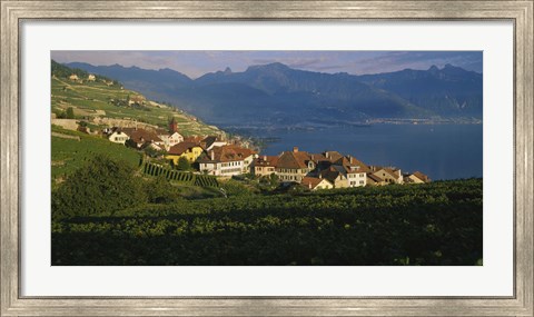 Framed Village on a hillside, Rivaz, Lavaux, Switzerland Print