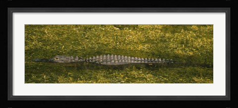Framed Alligator flowing in a canal, Big Cypress Swamp National Preserve, Tamiami, Ochopee, Florida, USA Print
