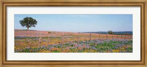 Framed Texas Bluebonnets And Indian Paintbrushes In A Field, Texas Hill Country, Texas, USA Print