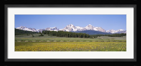 Framed Flowers in a field with a mountain in the background, Sawtooth Mountains, Sawtooth National Recreation Area, Stanley, Idaho, USA Print