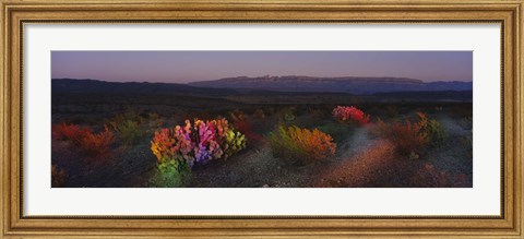 Framed Flowers in a field, Big Bend National Park, Texas, USA Print