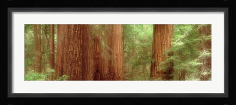 Framed Redwood Trees, Muir Woods, California, USA, Print