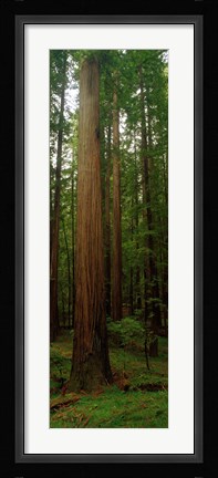 Framed Giant Redwood Trees Ave of the Giants Redwood National Park Northern CA Print