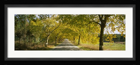Framed Trees along the road, Portugal Print