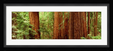 Framed Redwoods Muir Woods CA USA Print