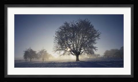 Framed Cherry Tree in Snow, Aargau, Switzerland Print