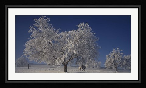 Framed Two people horseback riding through cherry trees on a snow covered landscape, Aargau, Switzerland Print