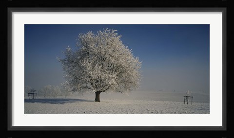 Framed Cherry Tree in a Snowy Landscape, Aargau, Switzerland Print