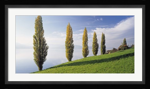 Framed Switzerland, Lake Zug, Row of Populus Trees near a lake Print