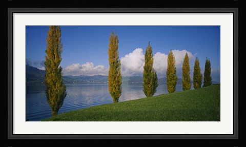 Framed Row of poplar trees along a lake, Lake Zug, Switzerland Print
