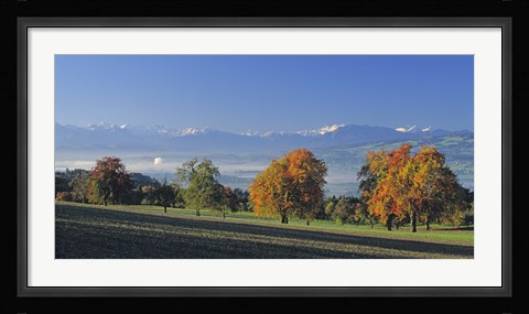 Framed Switzerland, Reusstal, Panoramic view of Pear trees in the Swiss Midlands Print