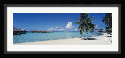 Framed Palm Tree On The Beach, Moana Beach, Bora Bora, Tahiti, French Polynesia Print