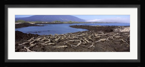 Framed Marine iguanas (Amblyrhynchus cristatus) at a coast, Fernandina Island, Galapagos Islands, Ecuador Print